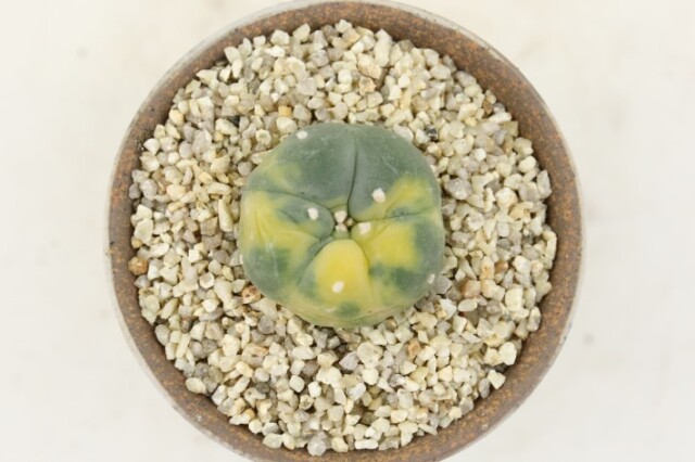 銀冠玉錦 実生 A3514☆ロフォフォラ サボテン☆「送料無料」浦部陽向園