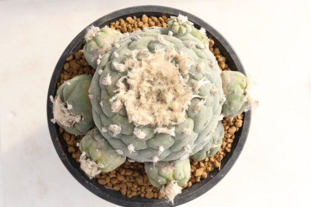 疣銀冠玉 実生 古株群生type A3676☆ロフォフォラ サボテン☆「送料