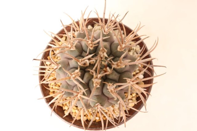 守金魔天竜 接ぎ降し A3753☆ギムノカリキウム マザネンセ サボテン