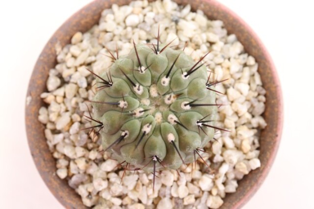 孤竜丸 実生 A3762☆コピアポア コルムナアルバ サボテン☆「送料無料