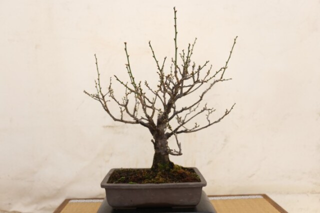 青軸野梅(一重緑萼.白花) [文人風木] 大品盆栽 梅 野梅の盆栽を販売