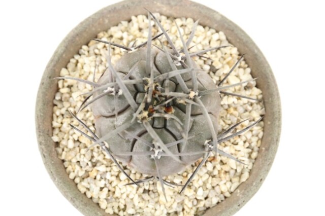 守金魔天竜 実生 A3706☆ギムノカリキウム サボテン☆「送料無料」浦部