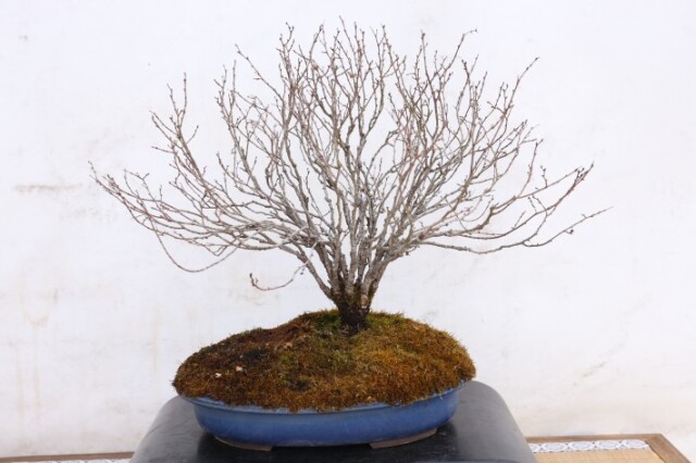 送料無料】欅 ケヤキ 中品盆栽 A3826｜盆栽 葉物｜浦部陽向園