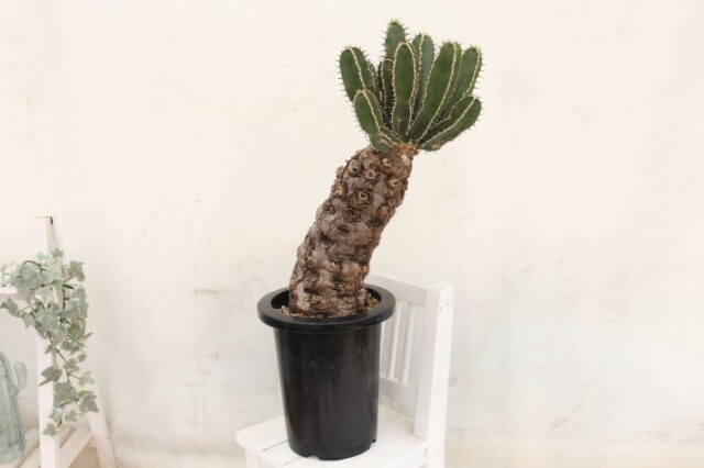 送料無料】ムランジーナ ユーフォルビア 輸入 A3828｜多肉植物 塊根