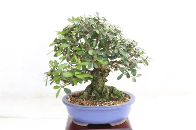 送料無料】ハリツルマサキ 針蔓正木 琉球盆栽 A4007｜盆栽 花物実物