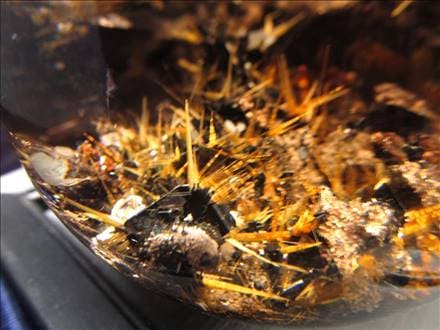 ☆【秘蔵放出！入手難易度最高ランク】☆驚愕サイズ!!☆スモーキー