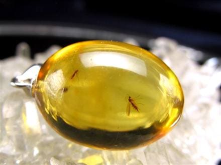 ☆少量限定！激レア商品☆古代の息吹が宿る樹液の化石☆4千年前の虫が