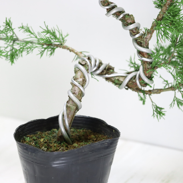 送料無料】糸魚川真柏 盆栽 貴風盆栽 小品盆栽 中品盆栽 素材ミニ盆栽