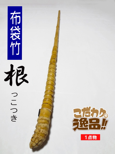 和竿や自作釣竿の製作に布袋竹根付き990-25.2-14.3(mm)【商品番号】sn451