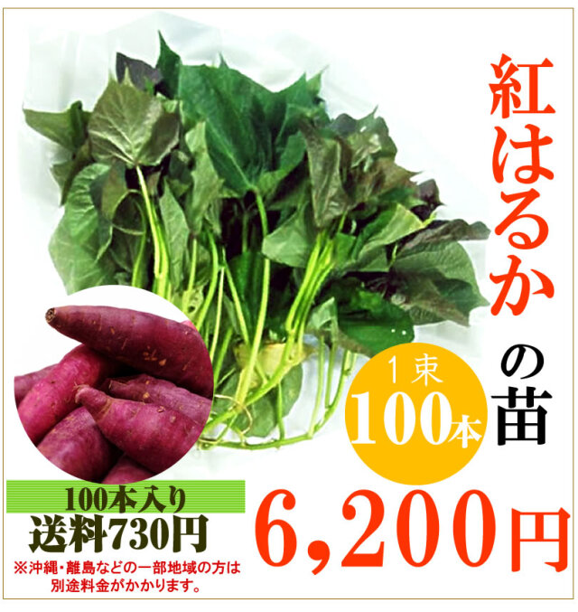 予約】紅はるかの切り苗 1束100本【送料730円】【お届け日指定不可】