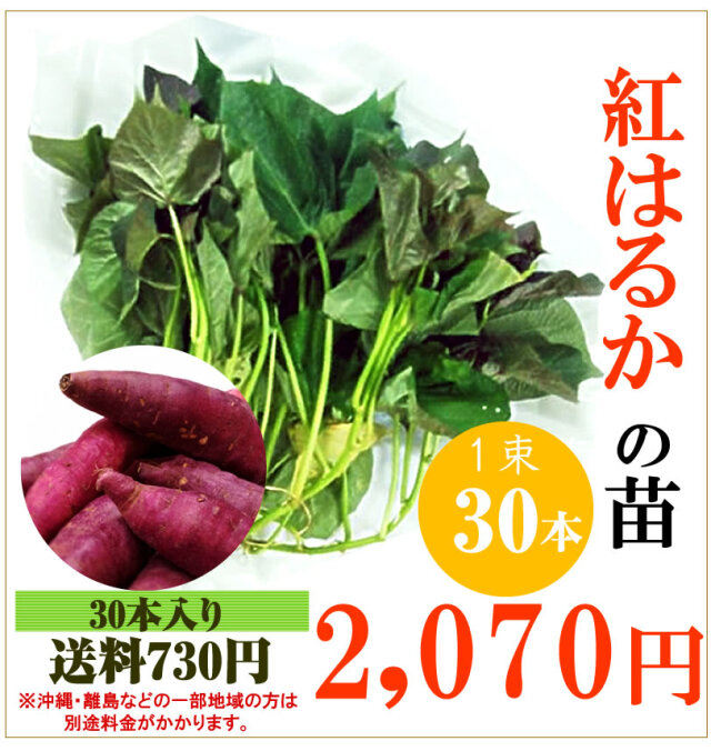 予約】紅はるかの切り苗 1束30本【送料730円】【お届け日指定不可】