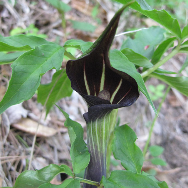 サトイモ科 マムシグサ(蝮草)の苗：野草の苗販売『ワイルドプランツ