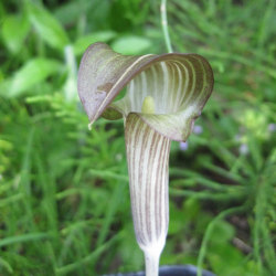 サトイモ科 ヒガンマムシグサ(彼岸蝮草)の苗：野草の苗販売『ワイルド