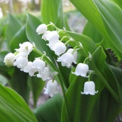 ユリ科 日本スズラン(日本鈴蘭)の苗：野草の苗販売『ワイルドプランツ