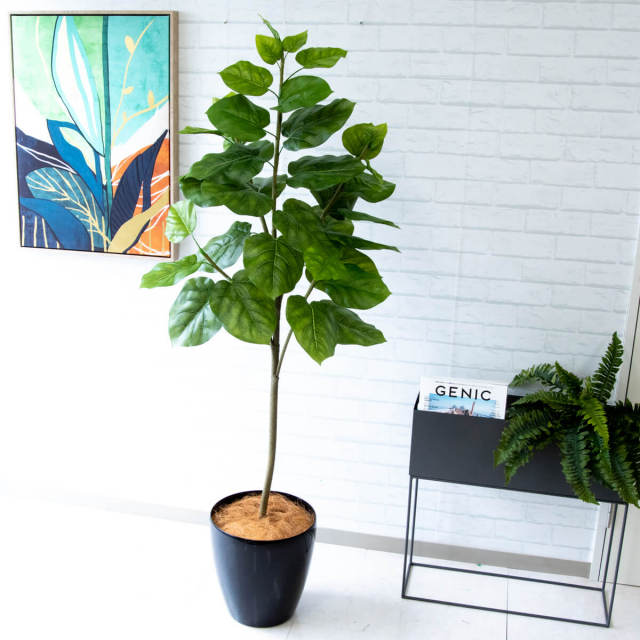 人工 観葉植物 フェイク グリーン ウンベラータ H約150cm 店舗 装飾