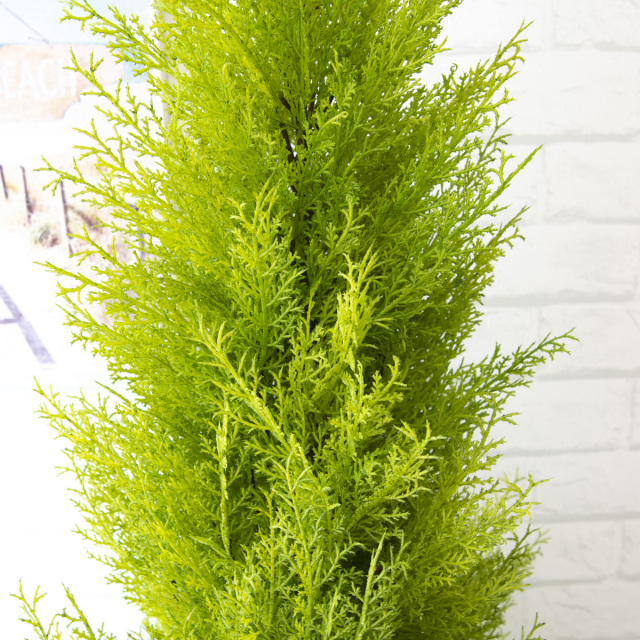 人工 観葉植物 フェイク グリーン ゴールドクレスト H約150cm 店舗