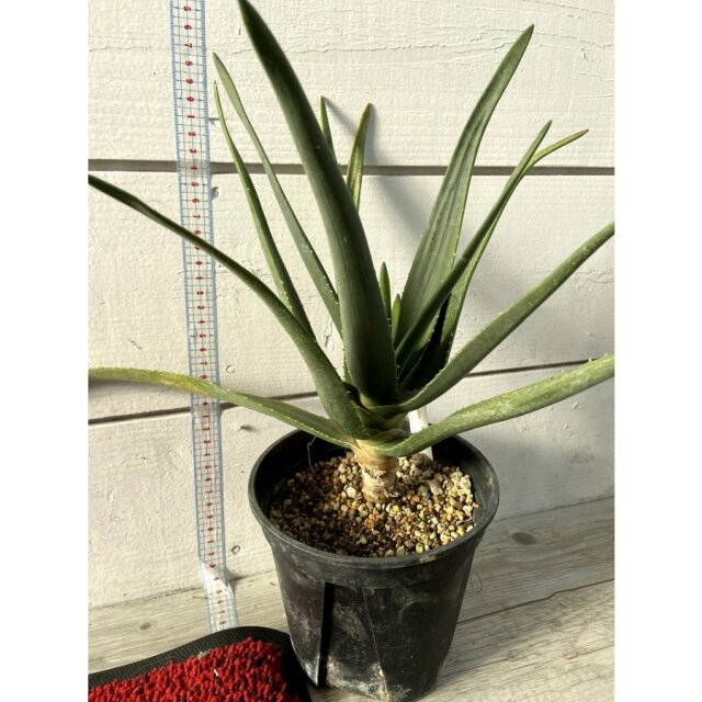 花育通販】アロエ ヘラクレスの苗を販売