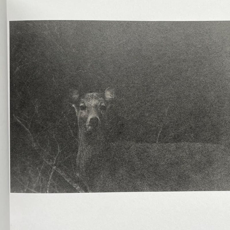 鹿渡り』白石ちえこ | URESICA