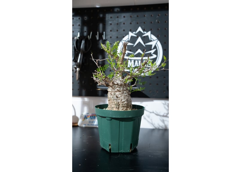 販売中No.1パキプスの2か月前の写真 | mana's farm:塊根植物・アガベ