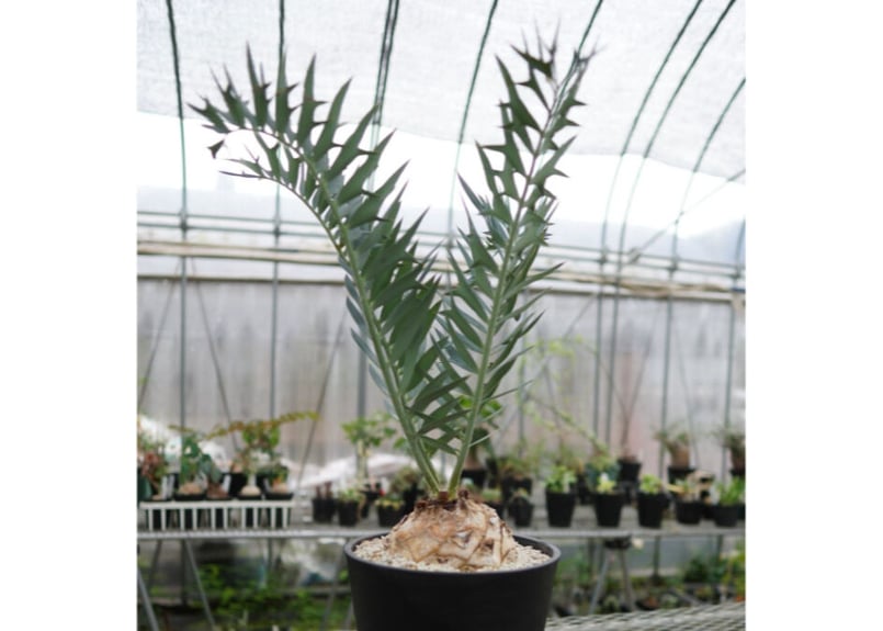 エンセファラルトス ホリダス Encephalartos horridus NO.2 |