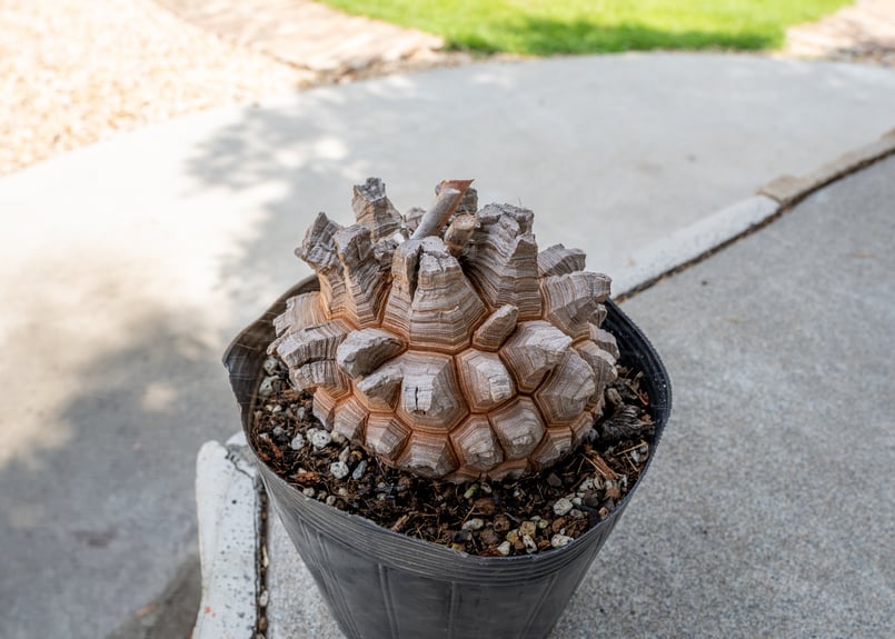 長谷川園芸産】亀甲竜 Dioscorea elephantipes 5寸 | mana's