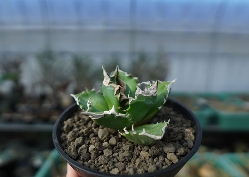 アガベ チタノタ ホワイトファイヤー agave titanota white fire 白火