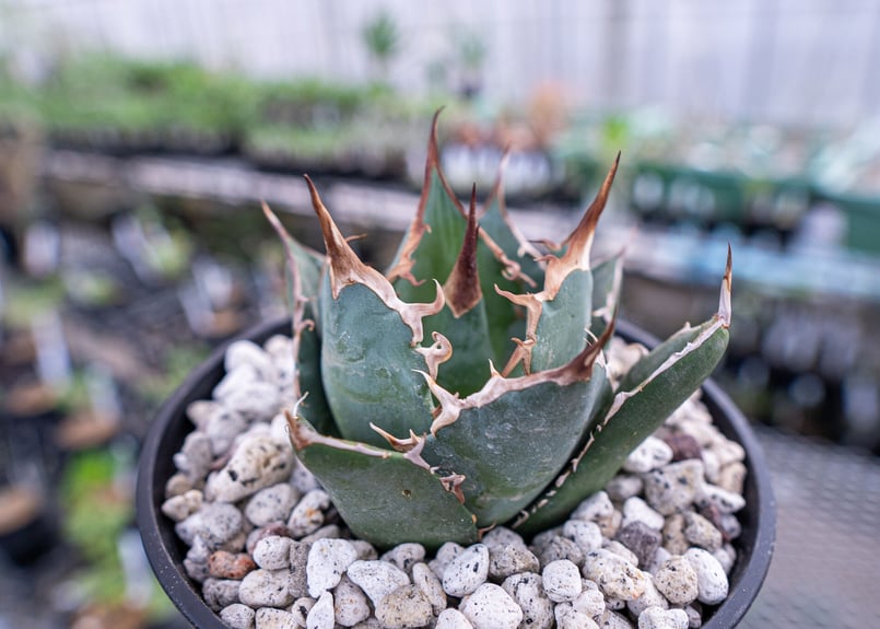 アガベ 白鯨 | mana's farm:塊根植物・アガベ・ドライガーデン植物販売