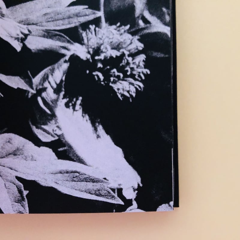 サイン入り》Daido Silk | 誠光社 通信販売