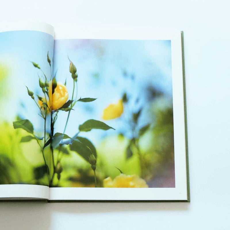 Terri Weifenbach: The may sun | Book Ernest