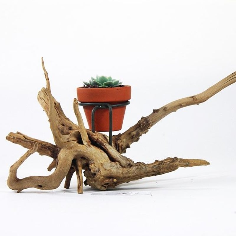 1.5号鉢ホルダー付き流木 卓上型 No.1978 | 流木専門店のアクアリバー
