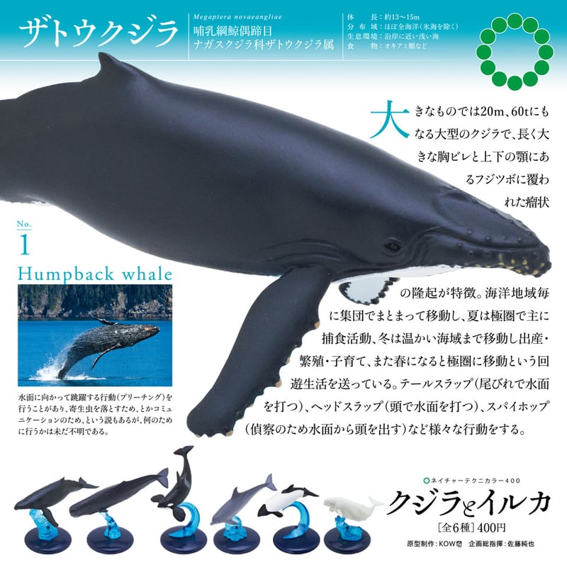NTC 400 クジラとイルカ | 株式会社いきもん WEBストア