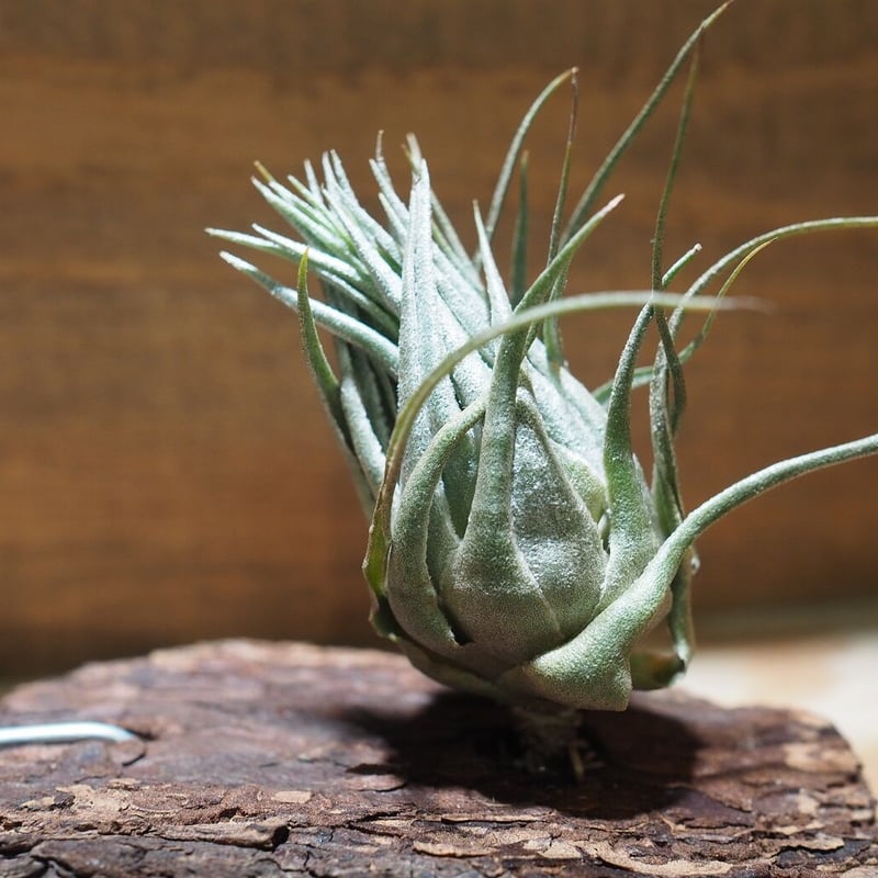 チランジア ／ カウツキー XL (T.kautskyi) ＊A01/Dec26 | 常葉植物