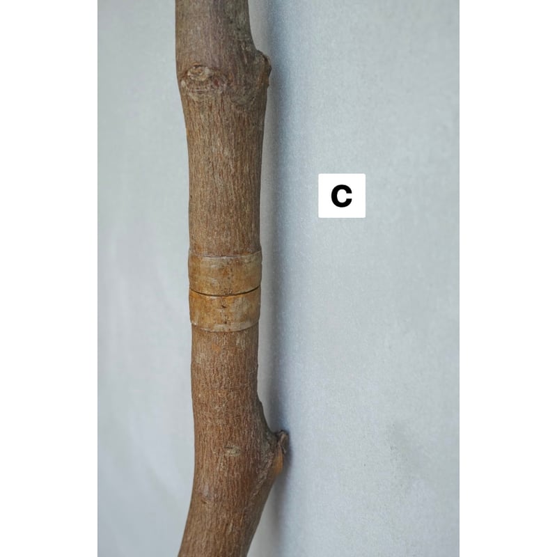 ENTOHOポール | Purveyors