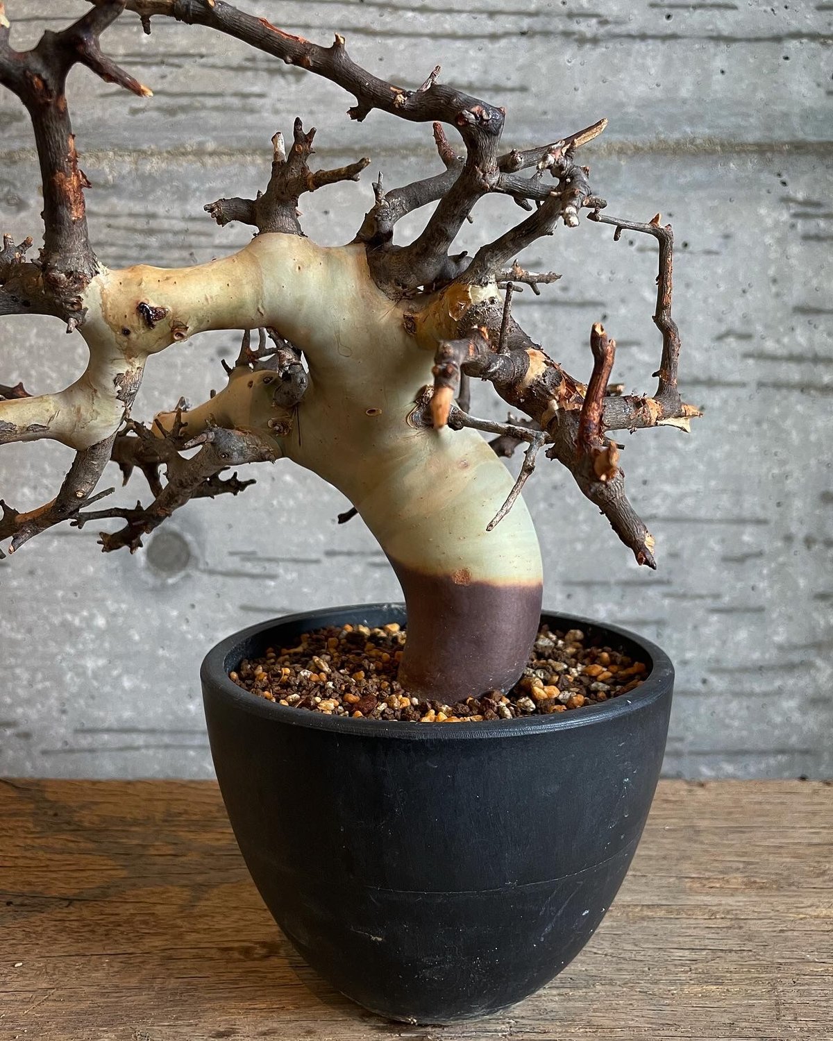 コミフォラ ピュアカタフ ソマリア産 コレクション 手乗り ぷっくり