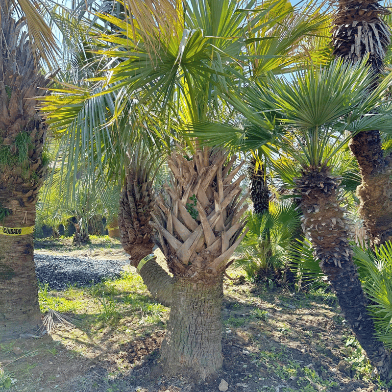 希少 オニサバル サバル カウシアルム サバルヤシ 【公式通販】