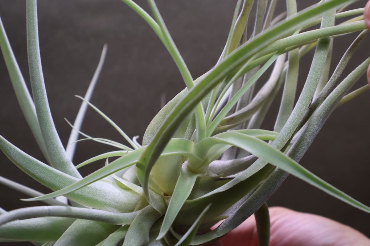 ストラミネア クランプ 08号 | air-plants TENGU-DO