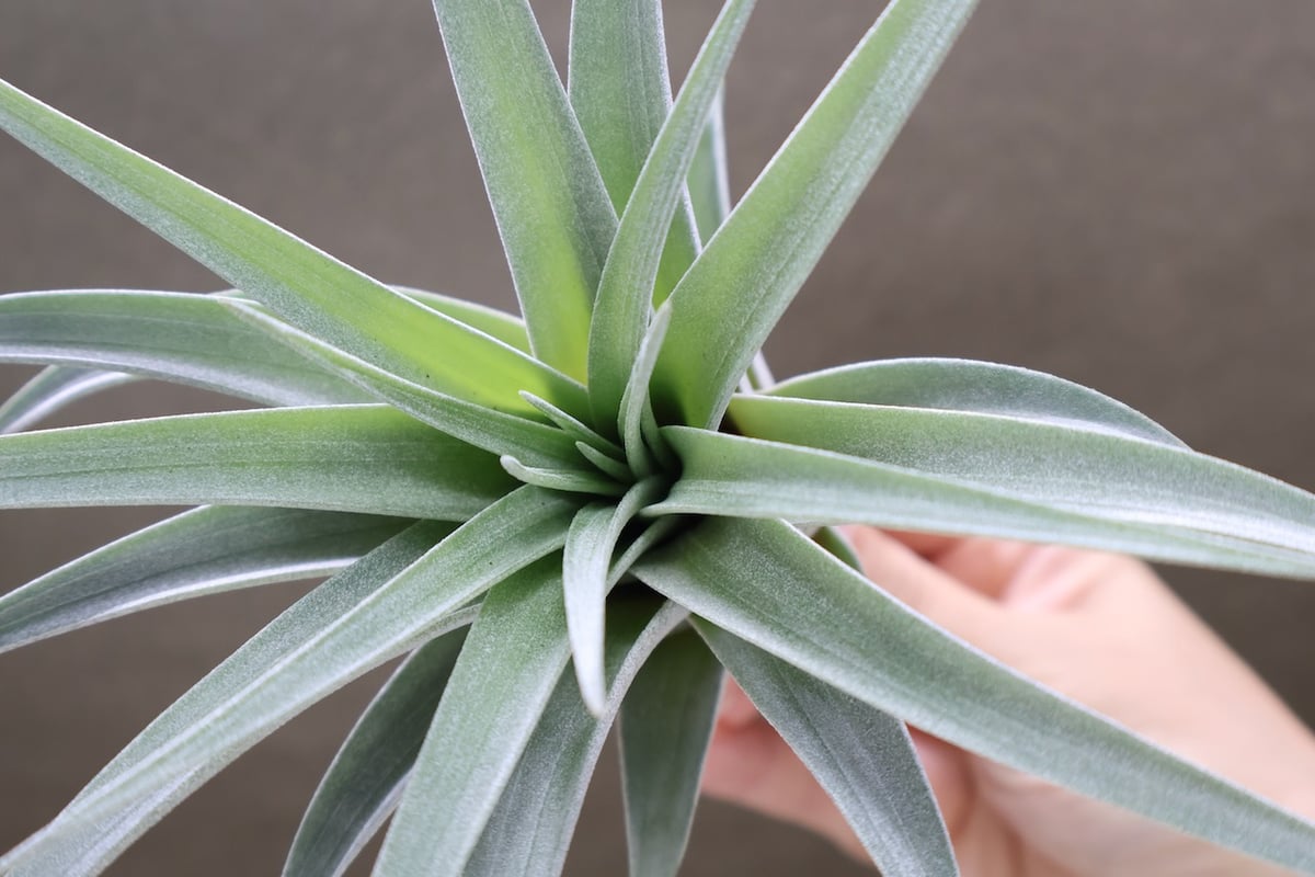 コレアレイ （ ファシクラータ × ホンジュレンシス ） 08号 | air