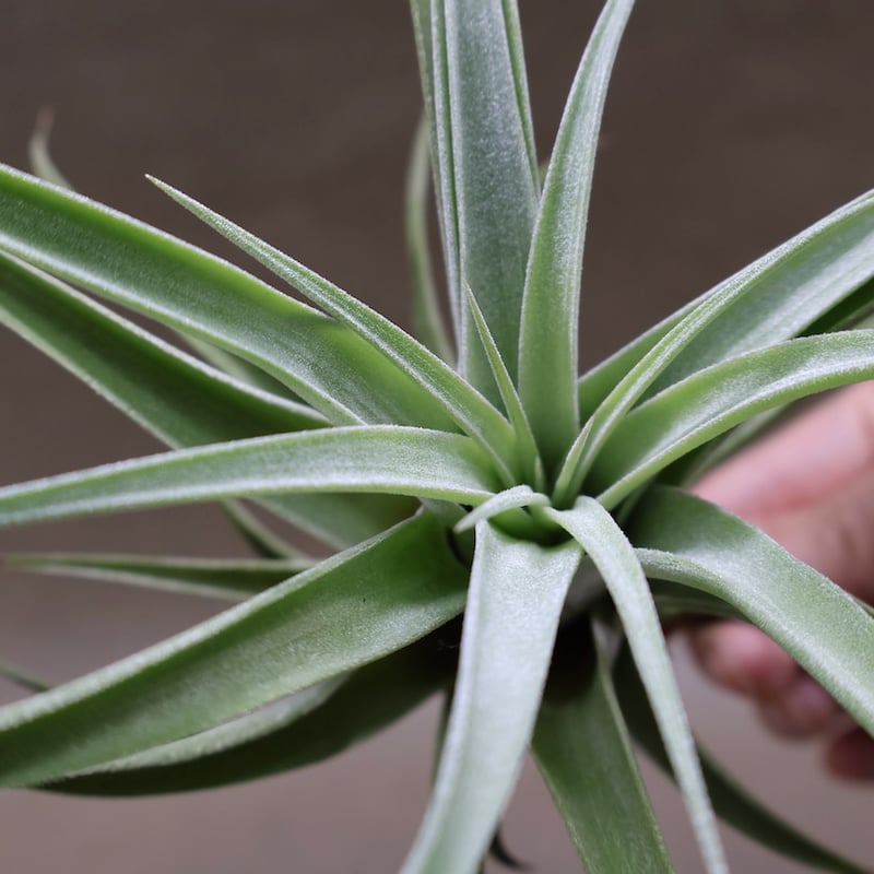 キセログラフィカ × イオナンタバンハイニンギー 03号 | air-plants