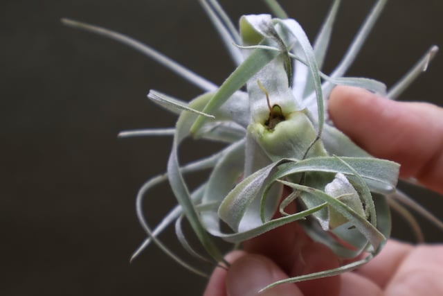 チャペウエンシス 01号 | air-plants TENGU-DO