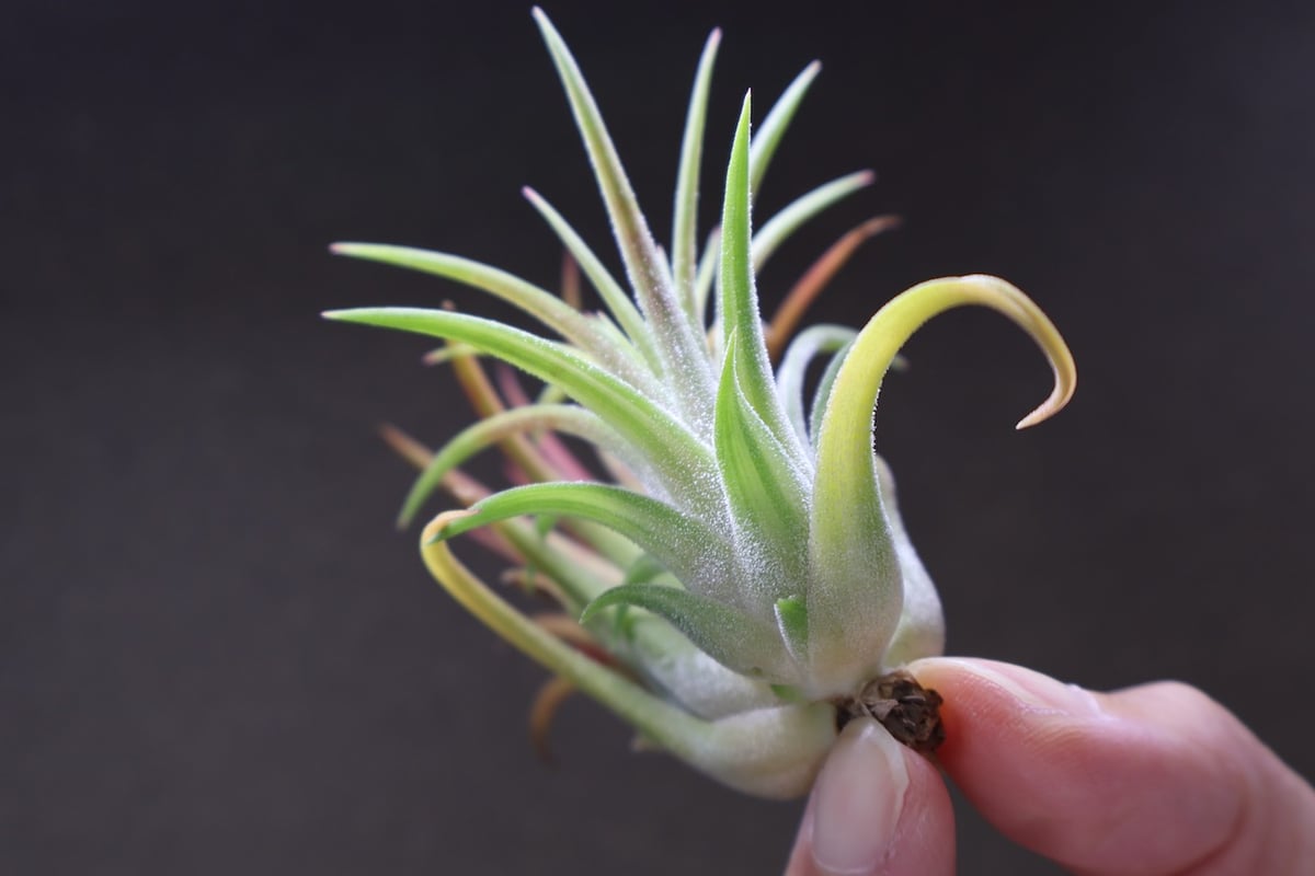 イオナンタ ヴァリエガータ 10号 | air-plants TENGU-DO