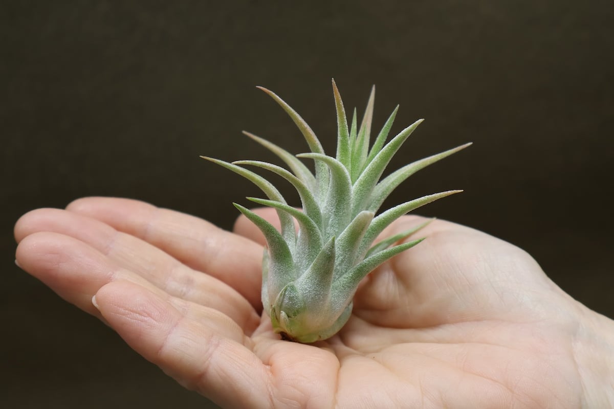 イオナンタ ヘッジホッグ T.I. 04号 | air-plants TENGU-DO