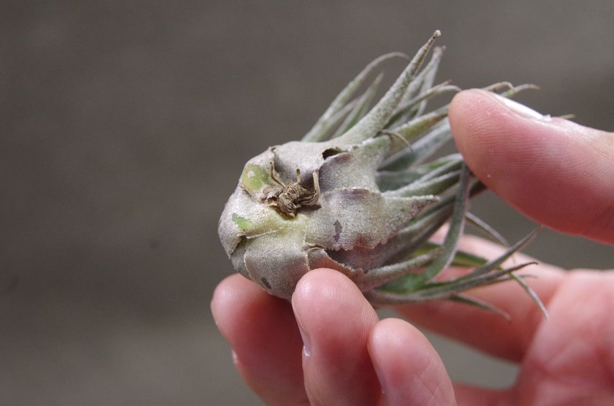 スプレンゲリアナ Lサイズ 02号 | air-plants TENGU-DO