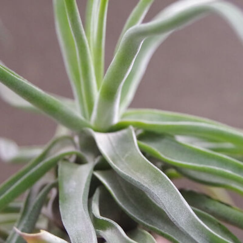 ストレプトフィラ × セレリアナ） × ショータイム 05号 | air-plants TE