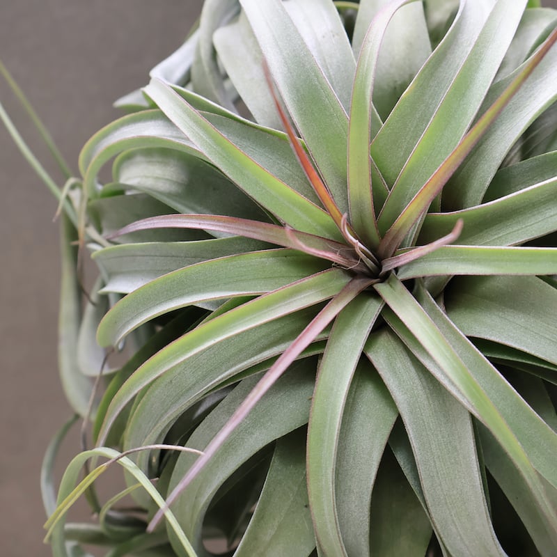 コンコロール×ストレプトフィラ 2XLサイズ07号 | air-plants TENGU-DO