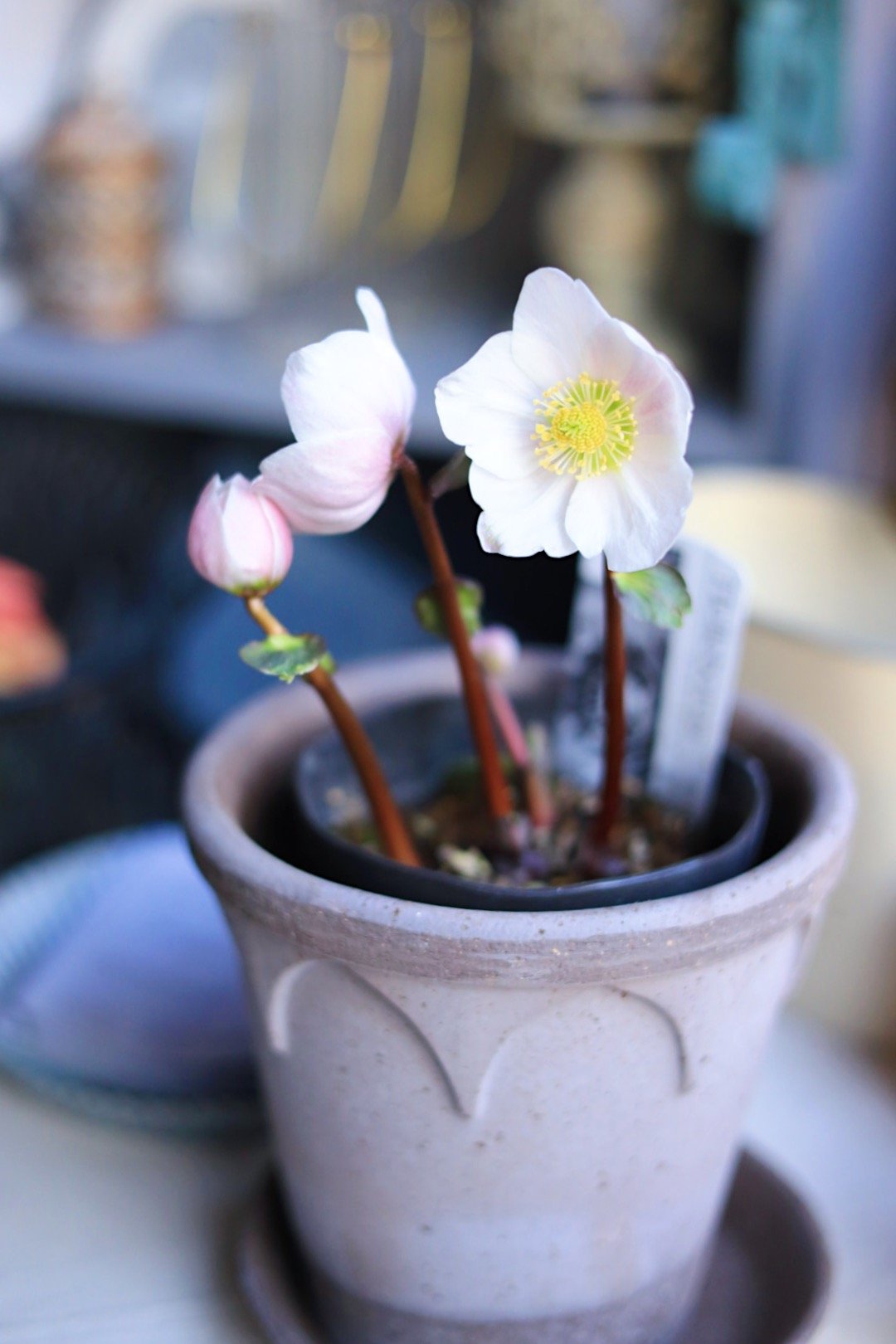 広瀬園芸クリスマスローズ ピンクニゲル4.5寸 | coconiwa