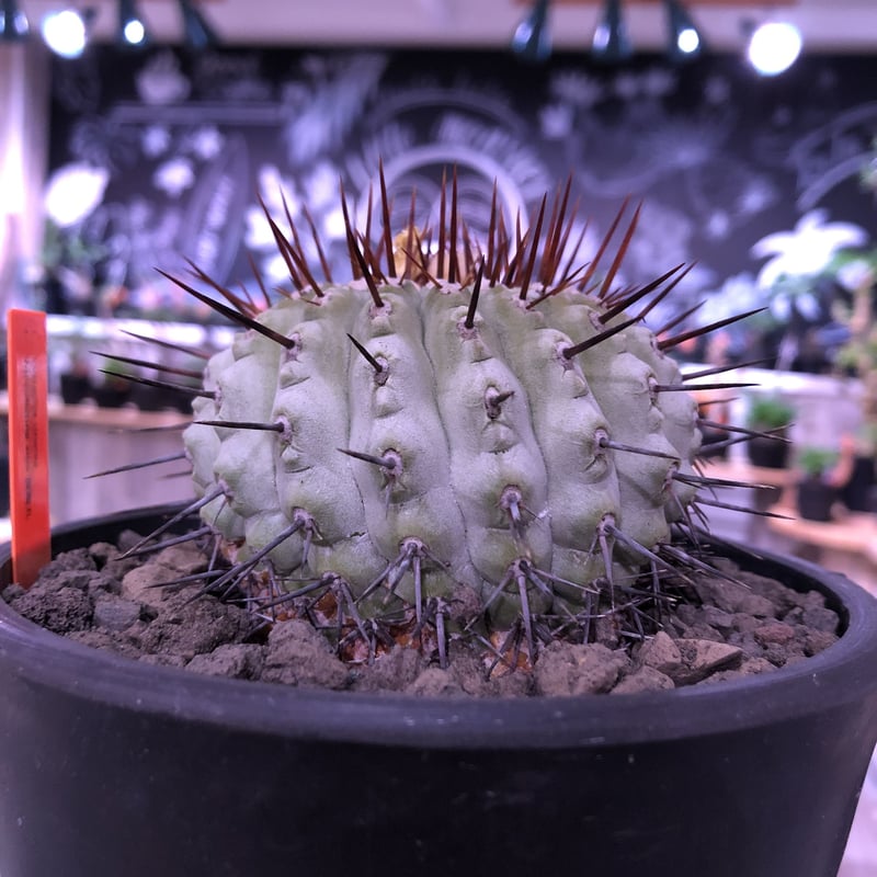 copiapoa cinerea var.columna-alba《M size》 現地