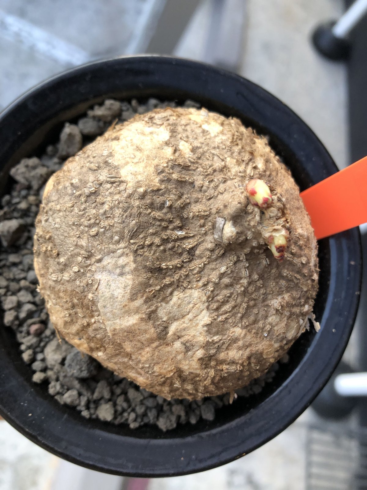 adenia ovata《L size》激希少種※現地球発根後店主国内管理7年株※恐竜