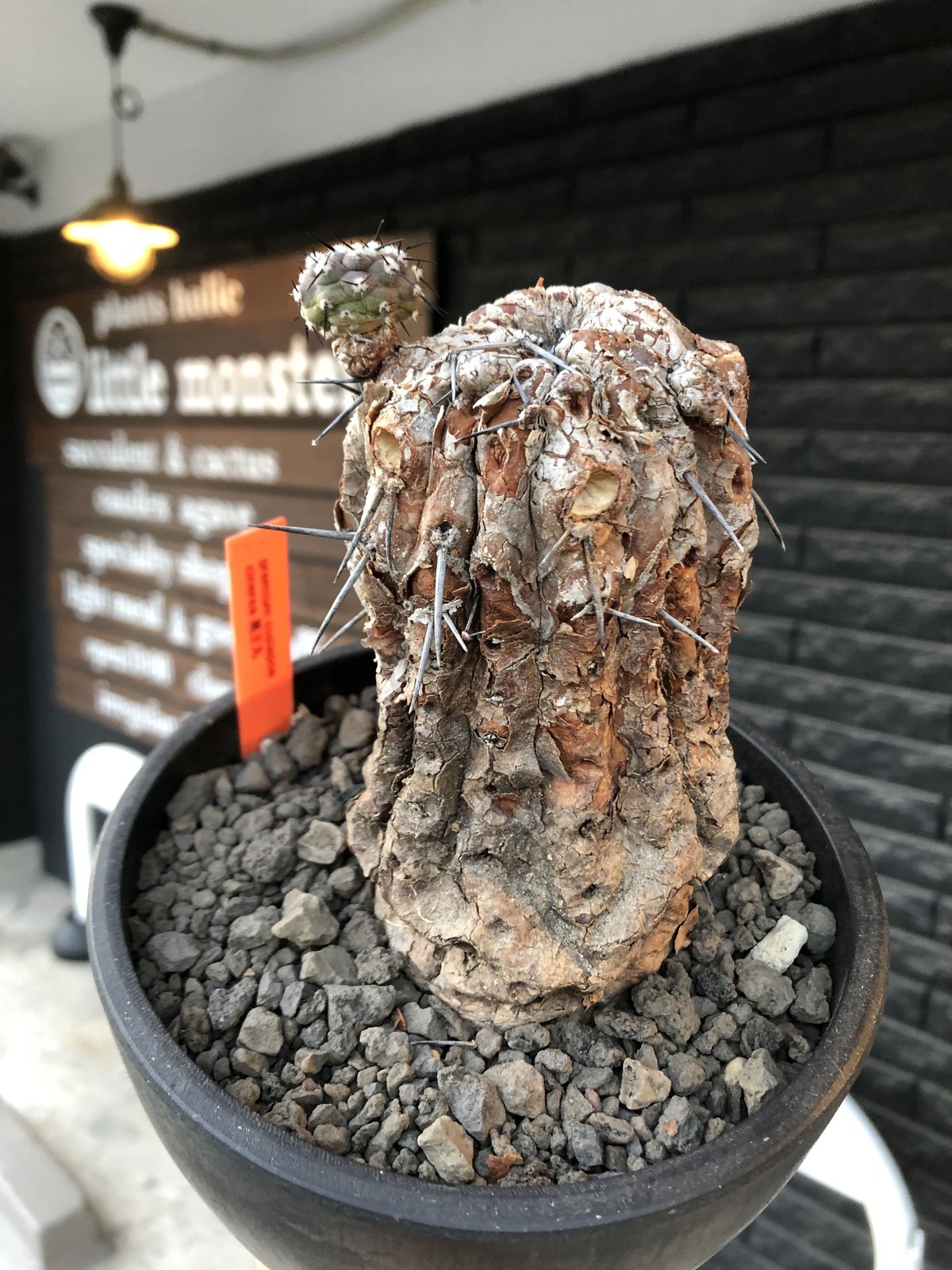 copiapoa cinerea 黒王丸《M size》※現地球発根後店主国内管理21年株※極