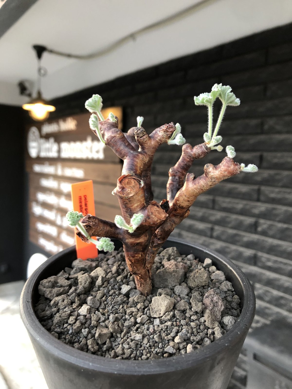 pelargonium mirabile《M size》※現地球店主国内管理4年株※愛おしく