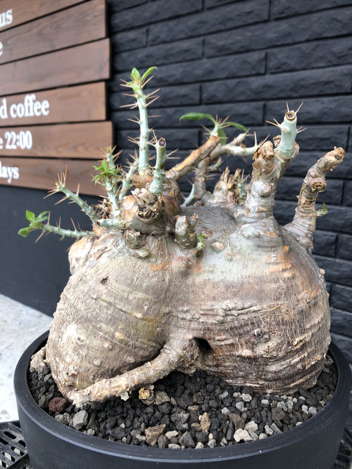 packypodium saundersii《XL size》現地球発根済株※店主国内管理
